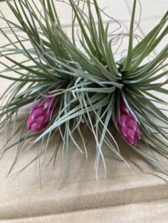 観葉植物 エアープランツ ティランジア コットンキャンディ パープル 1株 の中古 未使用品 メルカリ