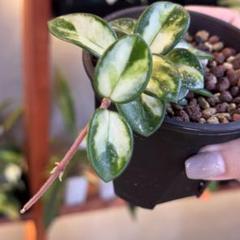 注目の 内斑入りHoya マチルダ ホヤ 55 mathilde メルカリ - inner その他観葉植物