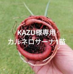 2025年最新】ユッカ カルネロサーナの人気アイテム - メルカリ