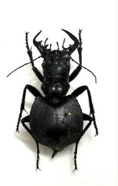 【標本】オオエンマハンミョウ オオエンマハンミョウ ♂ Manticora scabra 〈Mtwara