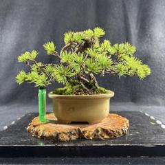 小品盆栽、赤石五葉松、根上り 目立った汚れ傷無し - メルカリ
