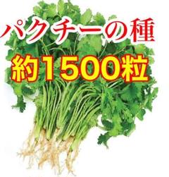 ベトナム パクチーコリアンダー袋込み15g 約1500粒