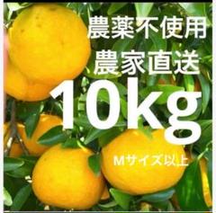 甘夏みかん 紅甘夏みかん 甘夏 木成り完熟農薬不使用箱重さ込み10k（457） 2025年最新】甘夏みかんの人気アイテム - メルカリ