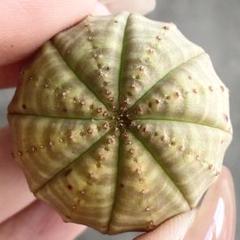 ユーフォルビアオベサ木質化極上株