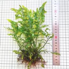 2025年最新】ボルビティス ヒュディロティの人気アイテム - メルカリ