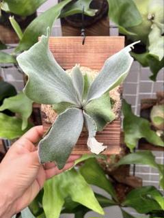 ビカクシダ ペドロタツタ　親株 P. willinckii Pedro Tatsuta (OC) 【artPLANTs】ビカクシダ