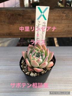 大株　美苗　コキリノさん苗　コロラータルーフ×臼田リンゼアナ　札付き　子株付き コキリノさん苗の今 | つべるふブログ 多肉生活 2021〜