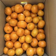 静岡県浜松市三ケ日みかん　Mサイズ　20K 送料込 三ヶ日みかんの通販ならJAみっかび公式オンライン直売所【静岡県