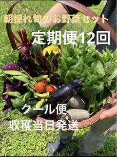 限定☆旬のお野菜詰め合わせセット『定期便12回』_特別栽培 定期便12回】季節の野菜 16品目 セット 野菜 詰め合わせ