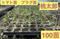安価 ワタナベ 今だけお買い得❗️】トマト苗 桃太郎 〜 プラグ苗100苗 葉菜