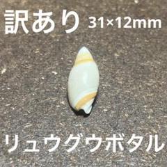 激レア　欠けアリ　熊本県産　マボロシリュウグウボタル 激レア 欠けアリ 熊本県産 マボロシリュウグウボタル - メルカリ