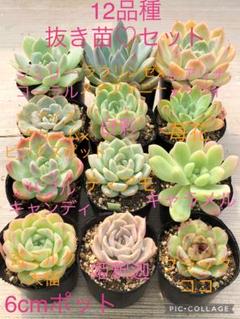 多肉植物 12品種♡抜き苗セット(速達付) - メルカリ