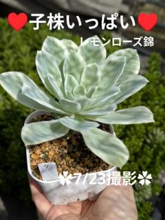 M*X様 大疣 アロンソイ 選抜 鉢植え メルカリ便送料込み アエオ ポセイドン錦 抜き苗 - メルカリ