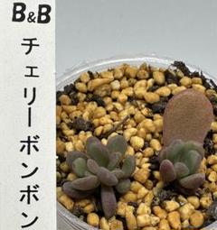 ぼのぼのさん苗【札なし】ポットごと　チェリーボンボン３点セット　メルカリ便 ぼのぼのさん苗【札なし】ポットごと チェリーボンボン3点