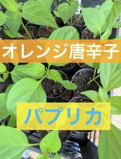 珍しい オレンジ唐辛子3苗 パプリカ2苗 農薬不使用栽培のサムネイル
