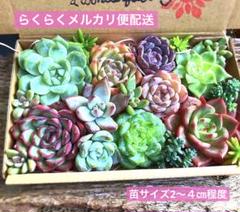 ㊳大きめ苗! 青鬼❣️祭囃子❣️紅染華❣️龍鱗蓮華❣️白銀姫❣️メルカリ便込 ㊳大きめ苗! 青鬼❣️祭囃子❣️紅染華❣️龍鱗蓮華❣️白銀姫