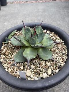 アガベ　アプラナータ　青メリコ　大株　王妃吉祥天　パリー Little Green Planet 🌵🌵 | . . #メリコ #青メリコ #王妃吉祥天