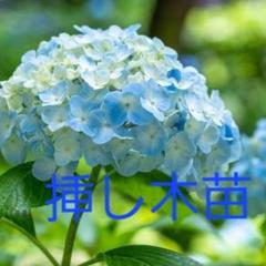 アジサイブルー 挿し木苗 ① - メルカリ