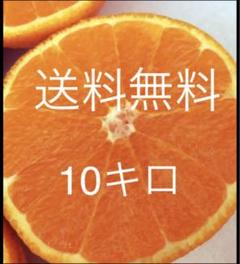 不知火　せとか　10kg箱 返品?交換対象商品】 楽天市場】せとか 10kgの通販 果物 - 果物