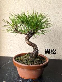 大幅値下げ】世界が注目良型黒松黒松資産価値早い者勝ち盆栽