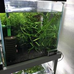 特大！ミクロソリウムsp.本ナロー活着ADA溶岩石!無農薬メルカリ便