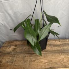 メルカリ便【フィロデンドロン・ジョーピー　var.】 Philodendron joepii フィロデンドロン・ジョーピー - メルカリ