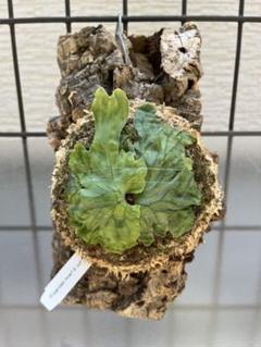 P.wandee dwarf & curl ビカクシダ　ワンダエ　ドワーフ ワンダエ ドワーフ アンド カーリング 4 P.wandae 'Dwarf