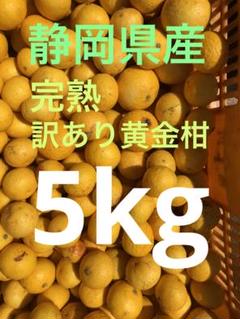 静岡県産訳あり黄金柑 静岡県産訳あり黄金柑 - メルカリ