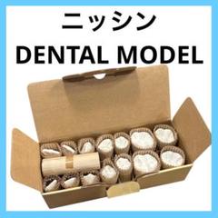NISSIN歯冠彫刻用模型/C13-MT.31(28S) NISSIN 歯冠彫刻用模型/C13-MT.31(28S) 歯科技工士 歯科