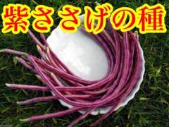 つるあり紫 ささげの種 30粒