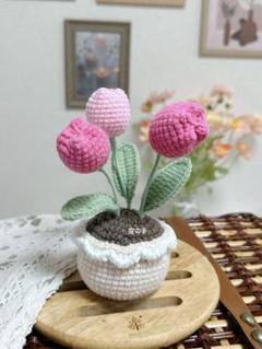 チュリップ鉢植え