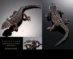 いきもの大図鑑 アドバンス アカメカブトトカゲ ダークブラウン　フィギュアのサムネイル