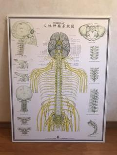 自律神経系統図の中古 未使用品を探そう メルカリ 自律神経系統図の中古 未使用品を探そう メルカリ