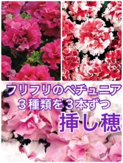 きーたんさま待望の再入荷♥超希少♥タカザワフラワーファーム