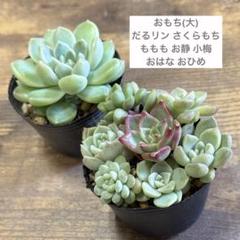 札付き!かもめ❣️お静❣️誾千代❣️わたあめ❣️6苗つぶつぶ屋さん メルカリ便込 2025年最新】つぶつぶ屋 おひめさまの人気アイテム - メルカリ