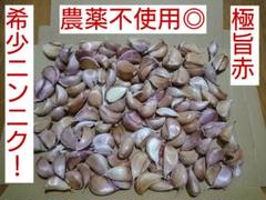 希少 極旨赤 にんにく 珍種 レア 貴重 旨い 美味 入手難 お得 珍しい 種 希少 極旨赤 にんにく 貴重 珍しい レア 珍種 美味 旨い 入手難