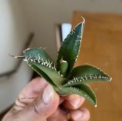 Q34 多肉植物 アガベ チタノタ 悪魔くん BAKEMONO 強棘 極上中株 Amazon.co.jp: 26 多肉植物 アガベ チタノタ 悪魔くん BAKEMONO