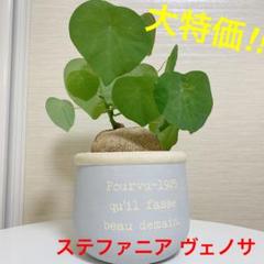 特選株 ステファニア ヴェノサ 鉢ごと ピエレイ エレクタ