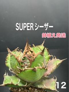 【良血統】アガベ陽炎エボリスピナ 純血種子100粒#1 良血統】アガベ陽炎エボリスピナ 純血種子100粒#1 - メルカリ