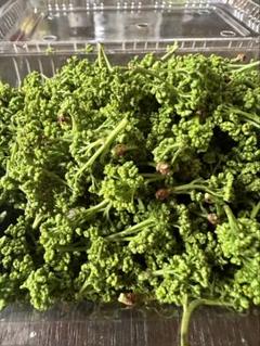 【極上】花山椒雄花　100g 農薬:栽培期間中不使用 極上】花山椒雄花 100g 農薬:栽培期間中不使用