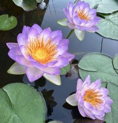 ダイヤモンドクラウン　睡蓮　苗　脇芽　耐寒性　メダカ　ビオトープ ダイヤモンドクラウン 睡蓮 苗 脇芽 メダカ ビオトープ 水生植物