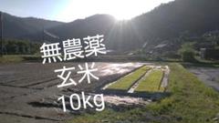 無農薬の玄米10kg 【京都・かやぶきの里】令和2年度・美山産