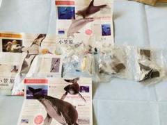 ネイチャーテクニカラー 小笠原 特装版 3種セット