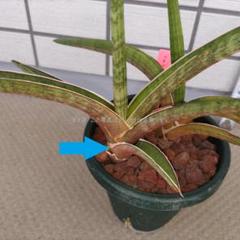 サンスベリア Sansevieria sp. Zululand A Sansevieria sp. Zululand | satakeseikaten