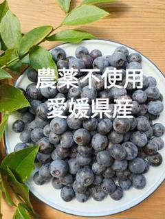 本日発送 500g 農薬不使用 小~中粒 生ブルーベリー 常温発送