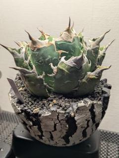 碧　オアハカ現地球 imgrc0088999340.jpg