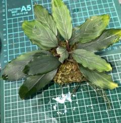 停止Bucephalandra sp.Pearl gray 水上育成株 Yahoo!オークション - ブセファランドラsp.パールグレイ【TB便