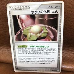 たての化石 ずがいの化石 3枚セット