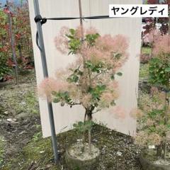Uriさん専用　スモークツリー　ヤングレディ　畑　/361 Uriさん専用 スモークツリー ヤングレディ 畑 /361 - メルカリ