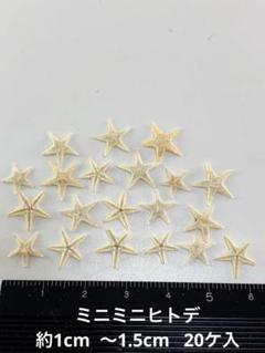 NO.23ss-140 ミニミニヒトデ　約1cm 〜1.5cm 20ケ入